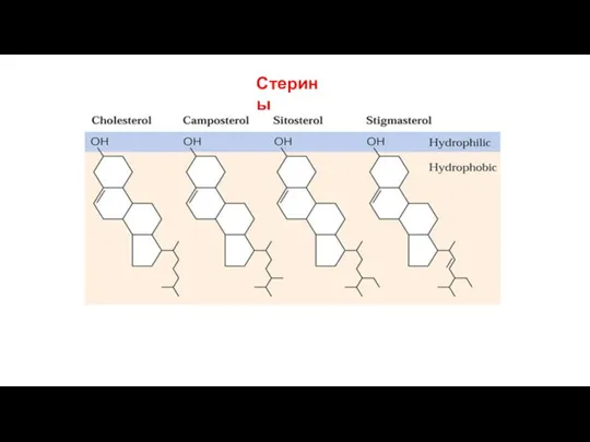 Стерины