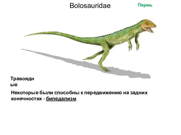 Bolosauridae Некоторые были способны к передвижению на задних конечностях - бипедализм Пермь Травоядные