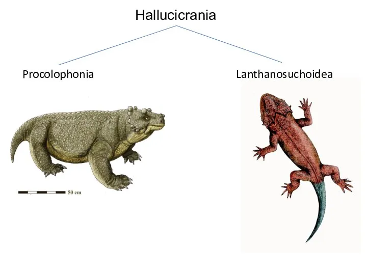 Hallucicrania Lanthanosuchoidea Procolophonia