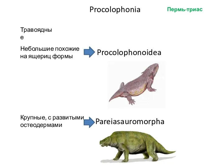 Procolophonia Травоядные Пермь-триас Небольшие похожие на ящериц формы Крупные, с развитыми остеодермами Procolophonoidea Pareiasauromorpha