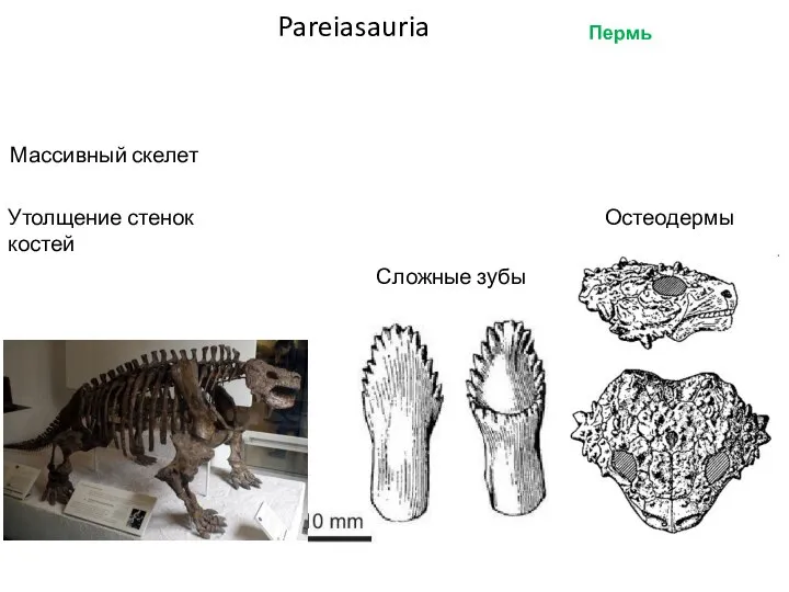 Пермь Pareiasauria Сложные зубы Массивный скелет Остеодермы Утолщение стенок костей