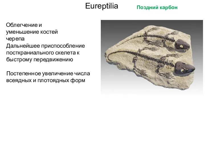 Eureptilia Облегчение и уменьшение костей черепа Постепенное увеличение числа всеядных и плотоядных