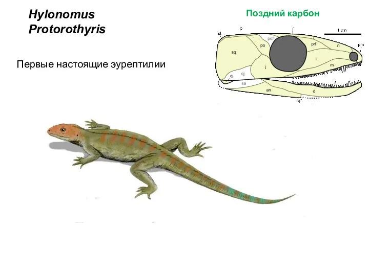 Hylonomus Первые настоящие эурептилии Protorothyris Поздний карбон