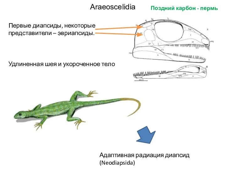 Araeoscelidia Первые диапсиды, некоторые представители – эвриапсиды. Удлиненная шея и укороченное тело