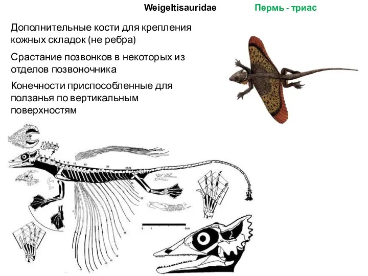 Weigeltisauridae Пермь - триас Дополнительные кости для крепления кожных складок (не ребра)