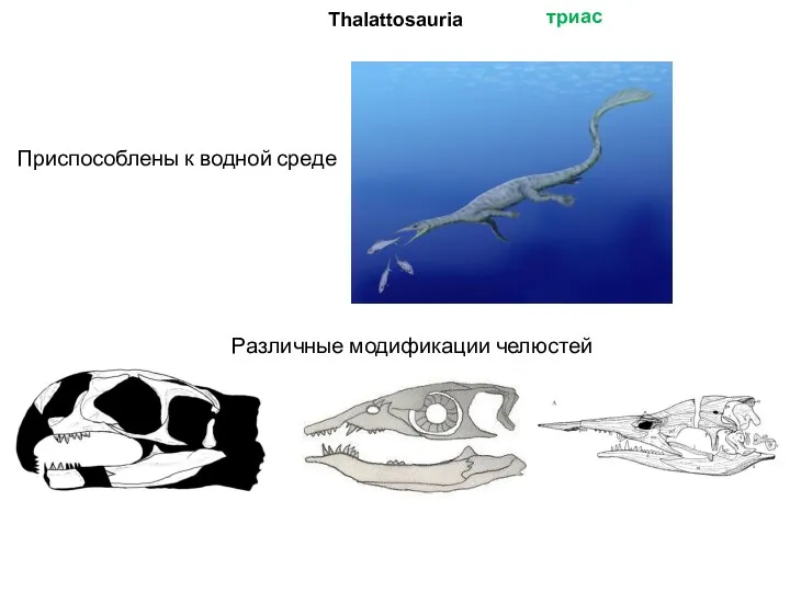 Thalattosauria Приспособлены к водной среде Различные модификации челюстей триас