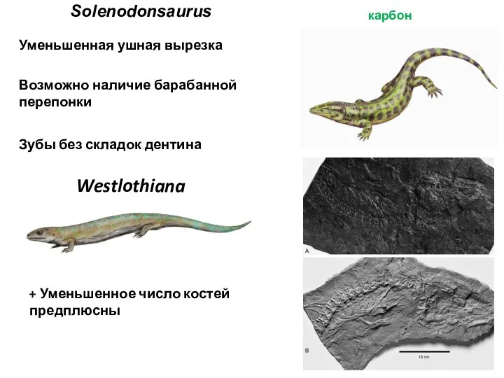Solenodonsaurus карбон Уменьшенная ушная вырезка Возможно наличие барабанной перепонки Зубы без складок