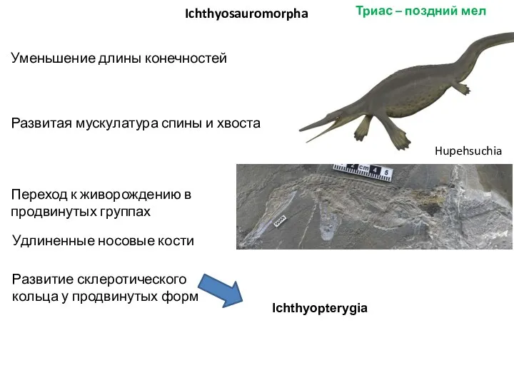 Триас – поздний мел Ichthyosauromorpha Уменьшение длины конечностей Развитая мускулатура спины и