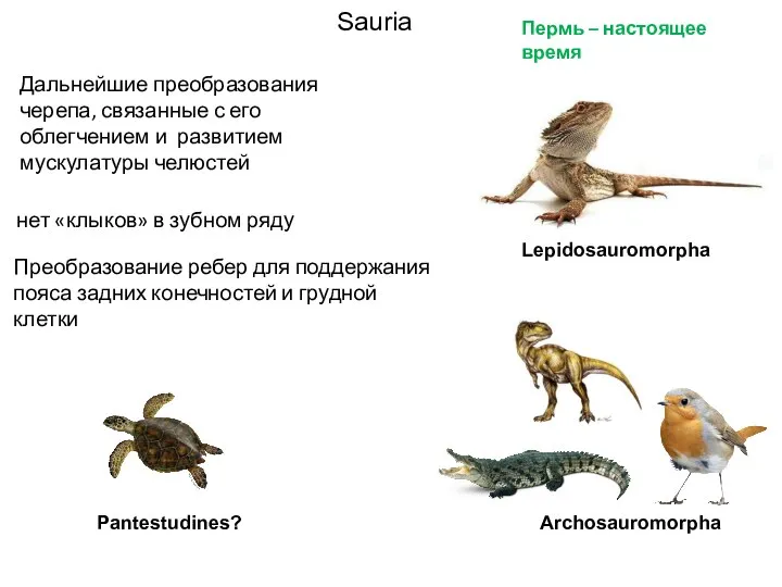 Sauria нет «клыков» в зубном ряду Преобразование ребер для поддержания пояса задних