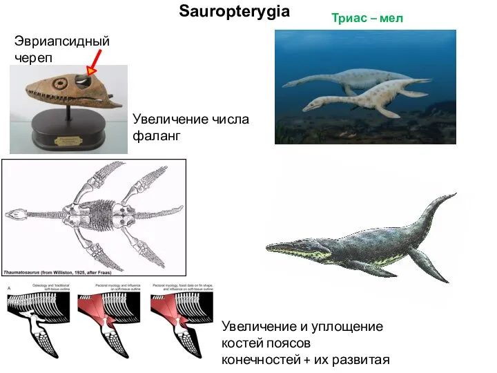 Sauropterygia Триас – мел Эвриапсидный череп Увеличение и уплощение костей поясов конечностей