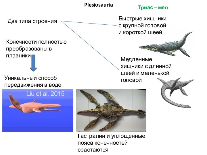 Plesiosauria Два типа строения Быстрые хищники с крупной головой и короткой шеей