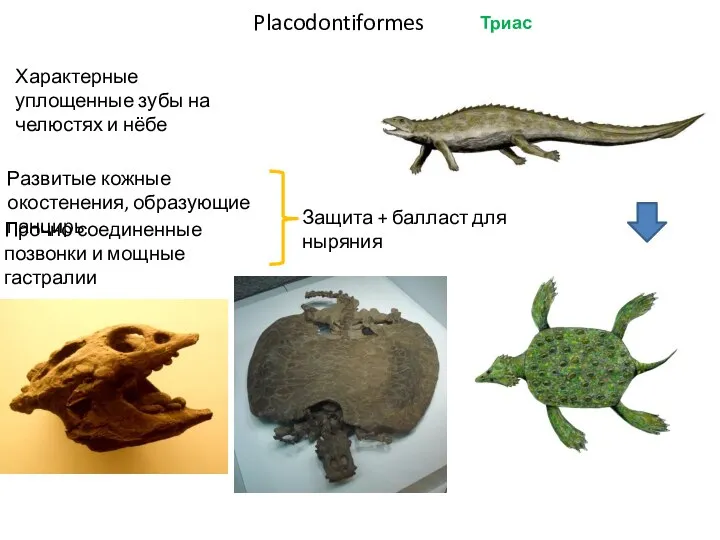 Placodontiformes Триас Характерные уплощенные зубы на челюстях и нёбе Развитые кожные окостенения,