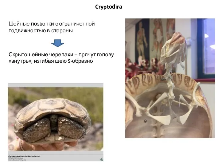 Cryptodira Скрытошейные черепахи – прячут голову «внутрь», изгибая шею S-образно Шейные позвонки