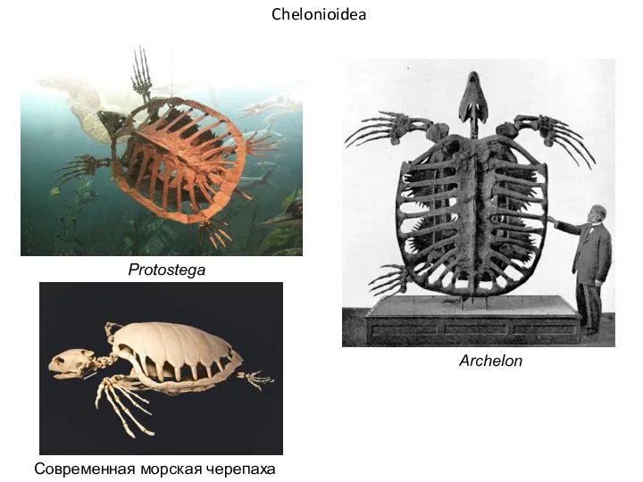 Archelon Protostega Современная морская черепаха Chelonioidea