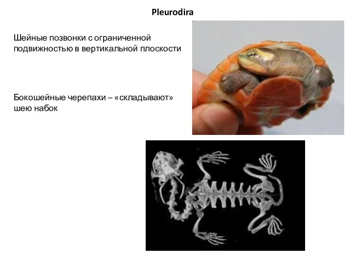 Pleurodira Шейные позвонки с ограниченной подвижностью в вертикальной плоскости Бокошейные черепахи – «складывают» шею набок