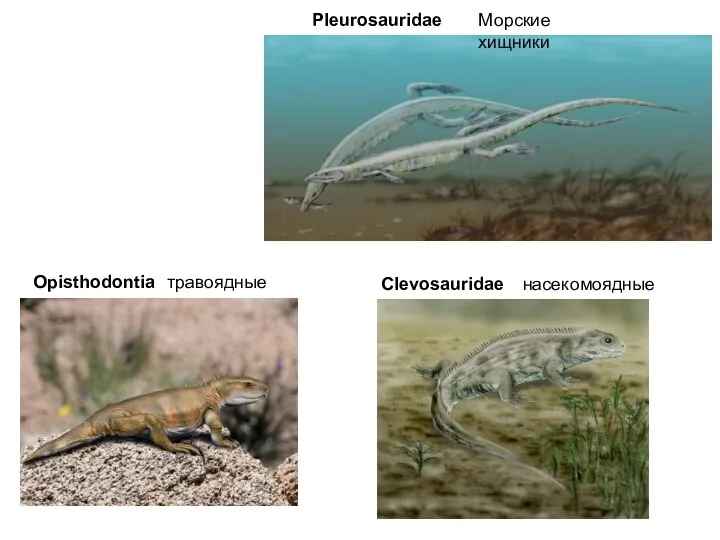 Pleurosauridae Clevosauridae Opisthodontia Морские хищники травоядные насекомоядные