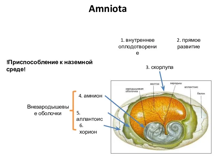 4. амнион 3. скорлупа 1. внутреннее оплодотворение !Приспособление к наземной среде! 2.
