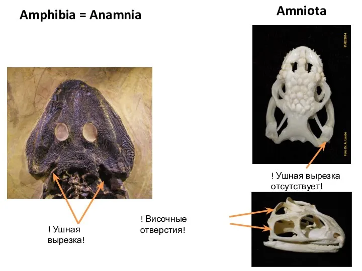 Amniota Amphibia = Anamnia ! Ушная вырезка! ! Ушная вырезка отсутствует! ! Височные отверстия!