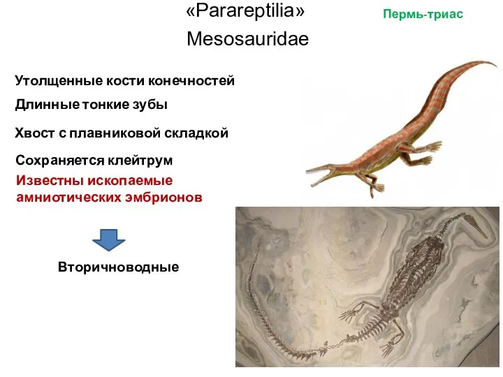 «Parareptilia» Пермь-триас Mesosauridae Вторичноводные Утолщенные кости конечностей Длинные тонкие зубы Хвост с
