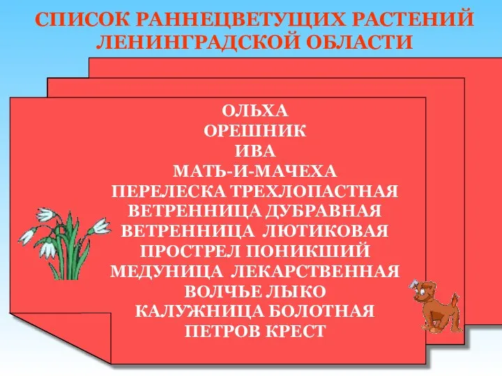 СПИСОК РАННЕЦВЕТУЩИХ РАСТЕНИЙ ЛЕНИНГРАДСКОЙ ОБЛАСТИ ОЛЬХА ОРЕШНИК ИВА МАТЬ-И-МАЧЕХА ПЕРЕЛЕСКА ТРЕХЛОПАСТНАЯ ВЕТРЕННИЦА