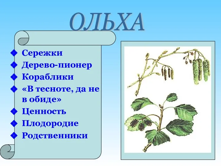 Сережки Дерево-пионер Кораблики «В тесноте, да не в обиде» Ценность Плодородие Родственники ОЛЬХА