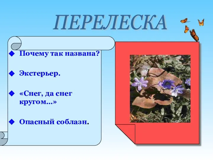 Почему так названа? Экстерьер. «Снег, да снег кругом…» Опасный соблазн. ПЕРЕЛЕСКА