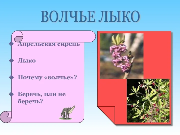 Апрельская сирень Лыко Почему «волчье»? Беречь, или не беречь? ВОЛЧЬЕ ЛЫКО