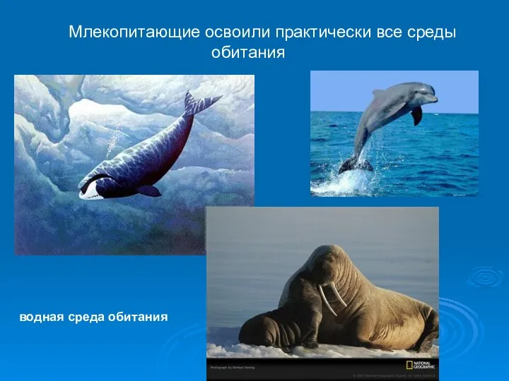 http://aida.ucoz.ru Млекопитающие освоили практически все среды обитания водная среда обитания