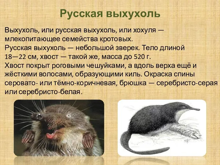 Русская выхухоль Выхухоль, или русская выхухоль, или хохуля — млекопитающее семейства кротовых.