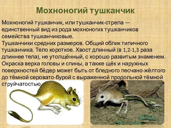 Мохноногий тушканчик Мохноногий тушканчик, или тушканчик-стрела — единственный вид из рода мохноногих