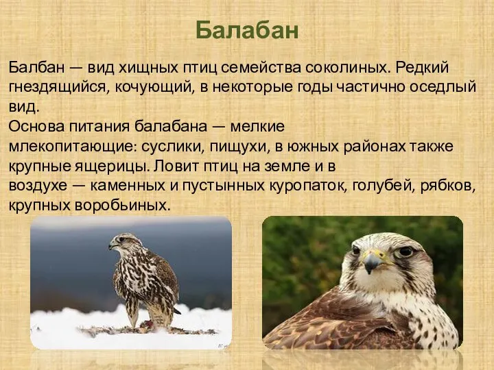 Балабан Балбан — вид хищных птиц семейства соколиных. Редкий гнездящийся, кочующий, в