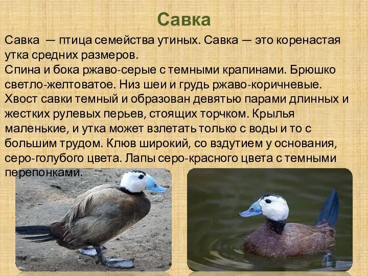 Савка Савка — птица семейства утиных. Савка — это коренастая утка средних
