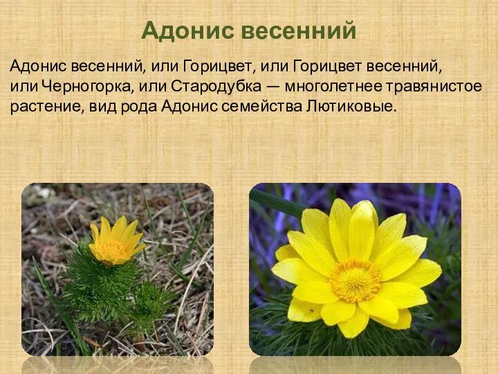 Адонис весенний Адонис весенний, или Горицвет, или Горицвет весенний, или Черногорка, или
