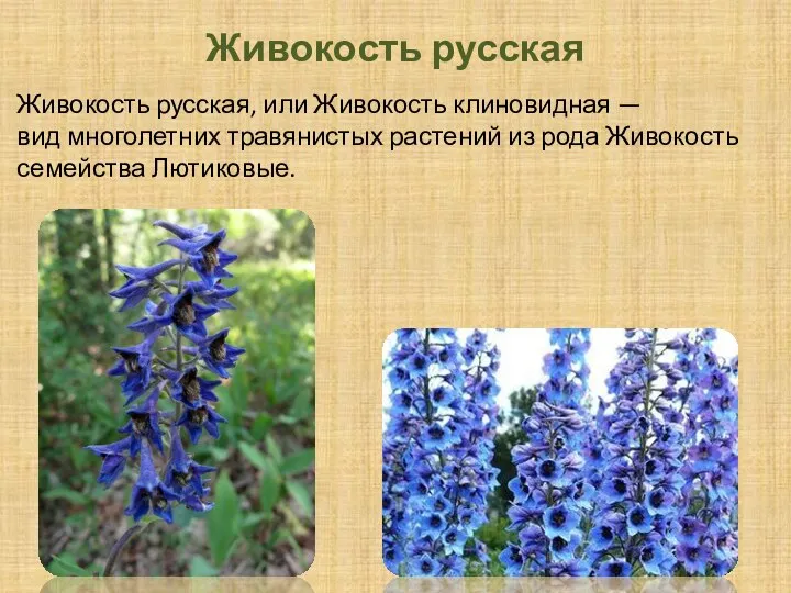 Живокость русская Живокость русская, или Живокость клиновидная —вид многолетних травянистых растений из рода Живокость семейства Лютиковые.
