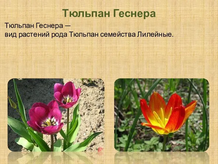 Тюльпан Геснера Тюльпан Геснера —вид растений рода Тюльпан семейства Лилейные.