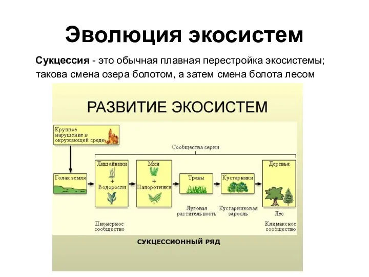 Эволюция экосистем Сукцессия - это обычная плавная перестройка экосистемы; такова смена озера