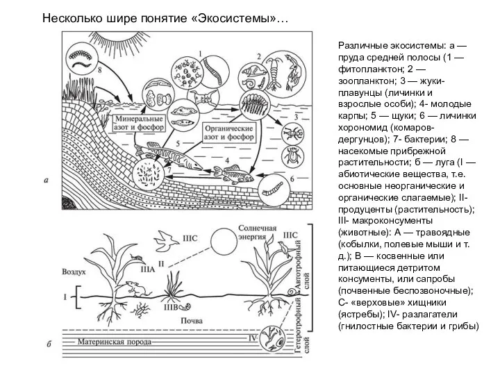 Несколько шире понятие «Экосистемы»… Различные экосистемы: а — пруда средней полосы (1