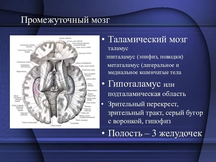 Промежуточный мозг Таламический мозг таламус эпиталамус (эпифиз, поводки) метаталамус (латеральное и медиальное