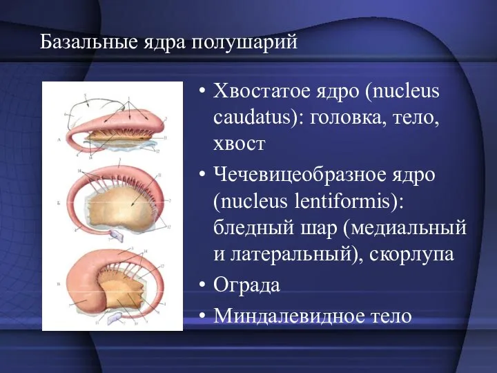 Базальные ядра полушарий Хвостатое ядро (nucleus caudatus): головка, тело, хвост Чечевицеобразное ядро