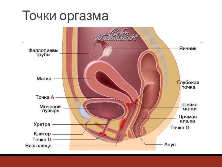 Точки оргазма