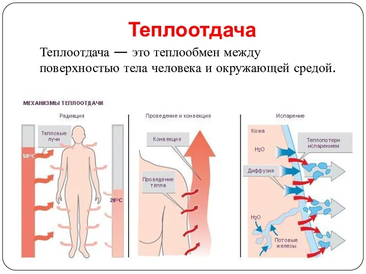 Теплоотдача Теплоотдача — это теплообмен между поверхностью тела человека и окружающей средой.