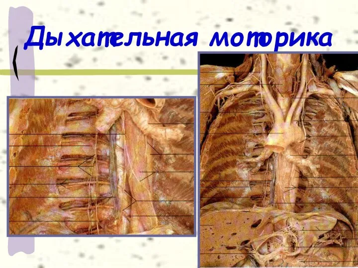 Дыхательная моторика