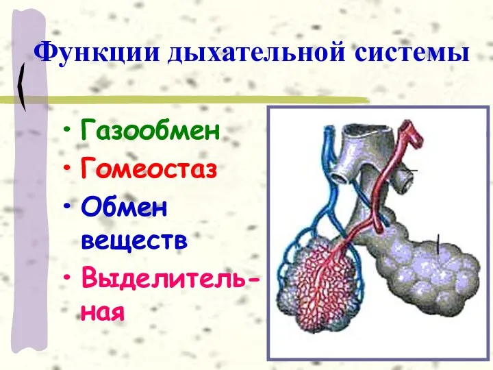 Функции дыхательной системы Газообмен Гомеостаз Обмен веществ Выделитель-ная