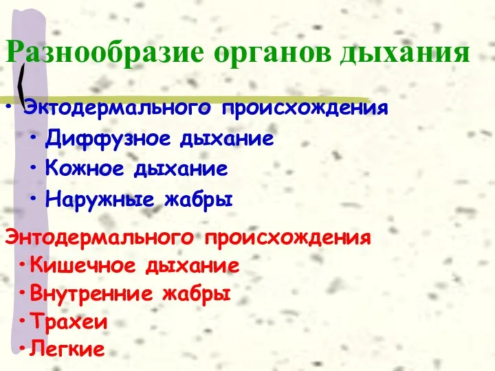 Разнообразие органов дыхания Эктодермального происхождения Диффузное дыхание Кожное дыхание Наружные жабры Энтодермального