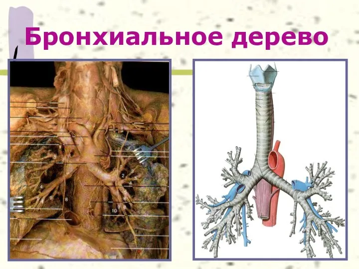 Бронхиальное дерево