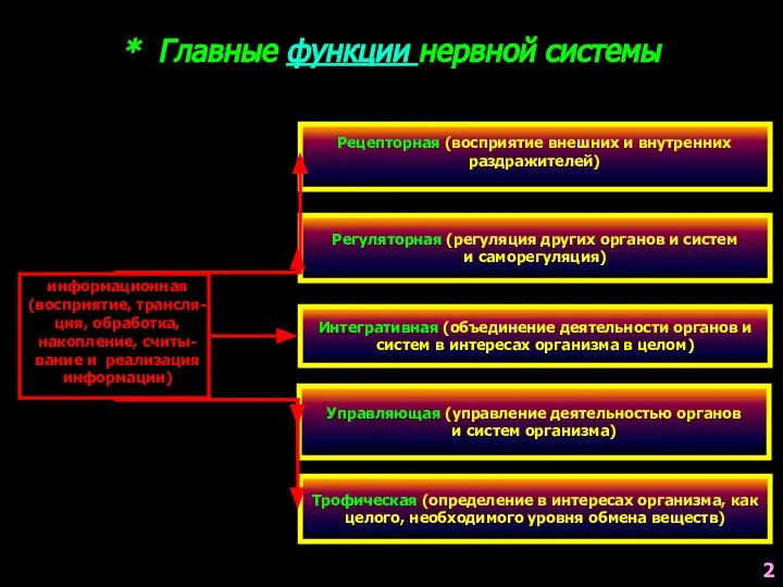 * Главные функции нервной системы Регуляторная (регуляция других органов и систем и