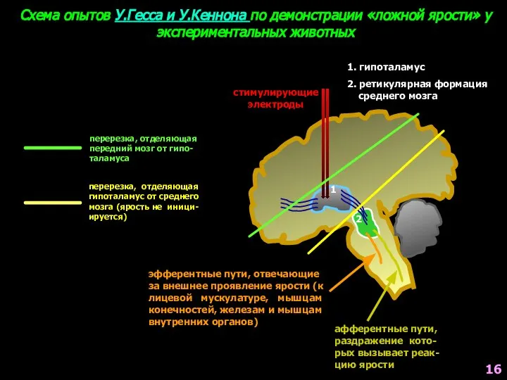 Схема опытов У.Гесса и У.Кеннона по демонстрации «ложной ярости» у экспериментальных животных