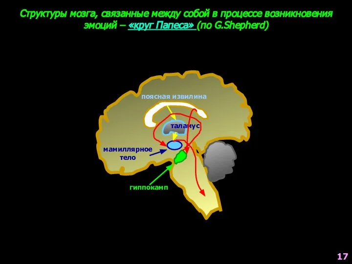 поясная извилина таламус мамиллярное тело гиппокамп Структуры мозга, связанные между собой в