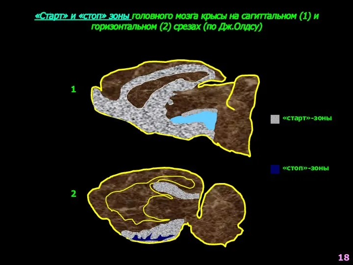 «Старт» и «стоп» зоны головного мозга крысы на сагиттальном (1) и горизонтальном