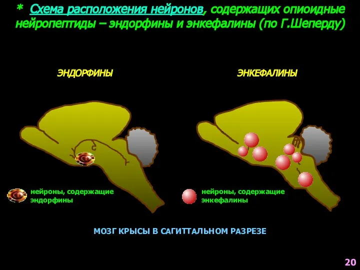 * Схема расположения нейронов, содержащих опиоидные нейропептиды – эндорфины и энкефалины (по